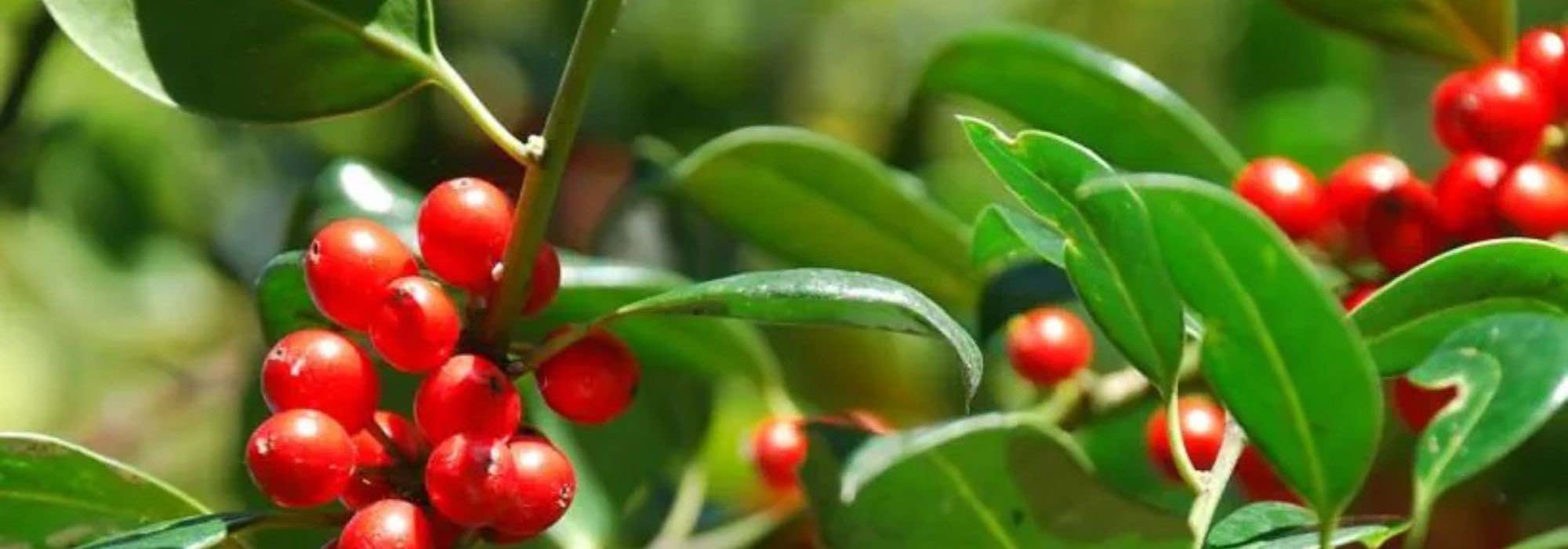 Acebo sin espinas: nuestras variedades para un jardín elegante y accesible