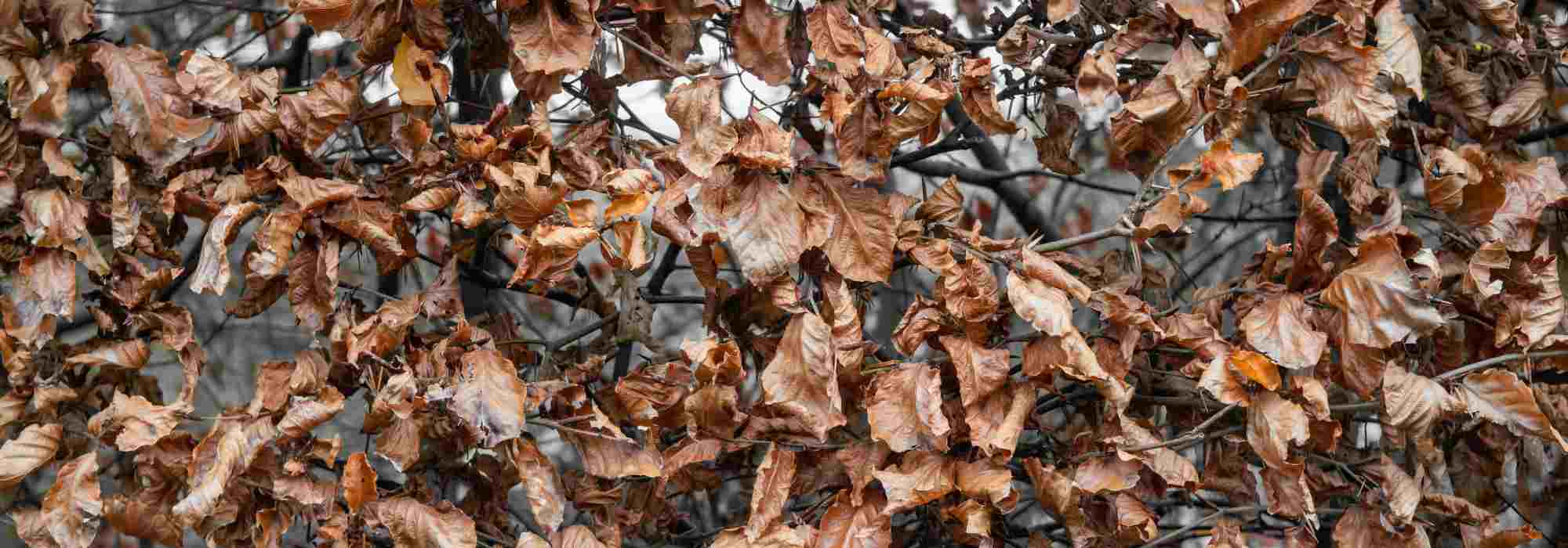 La marcescencia, ¿qué es?