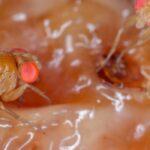 Mosca asiática: ¿cuál es este temible plaga de los frutales?