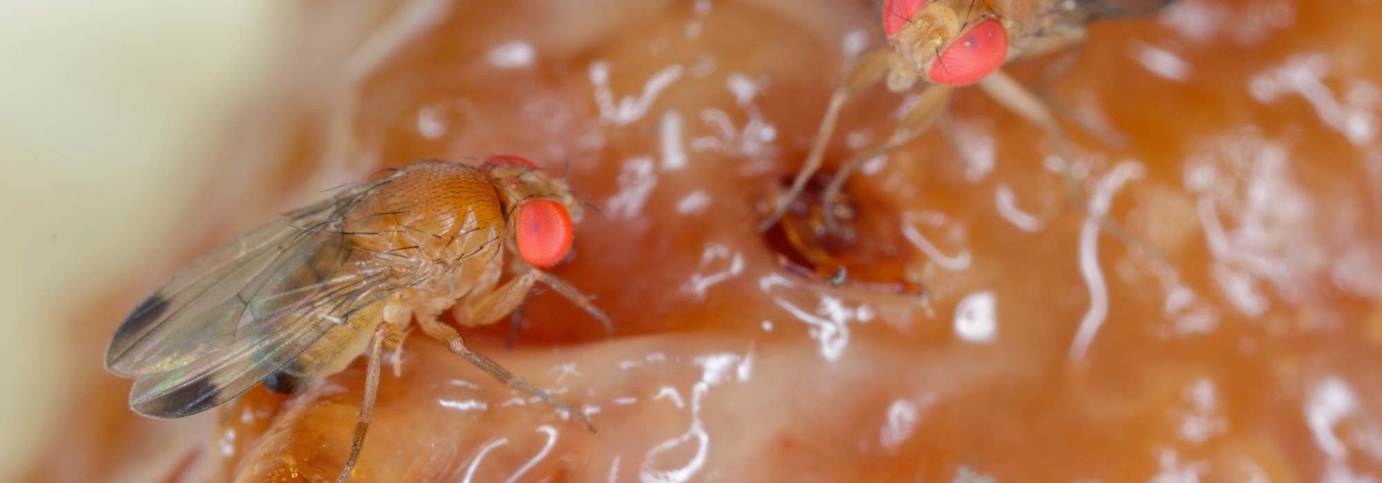 Mosca asiática: ¿cuál es este temible plaga de los frutales?