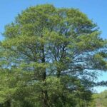¿Cómo multiplicar el aliso?
