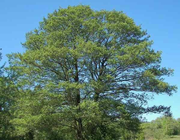 ¿Cómo multiplicar el aliso?