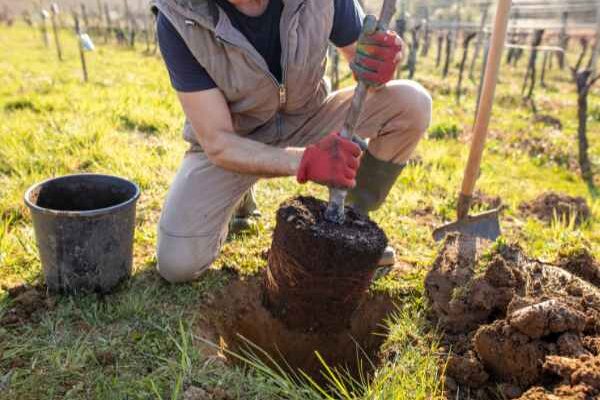 ¿Cómo plantar un árbol?