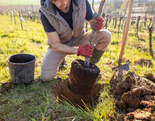 ¿Cómo plantar un árbol?