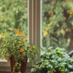 Las mejores plantas de interior para estancias con poca luz