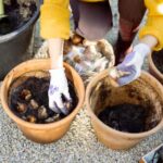 ¿Cómo plantar los bulbos de primavera en maceta o en jardinera?