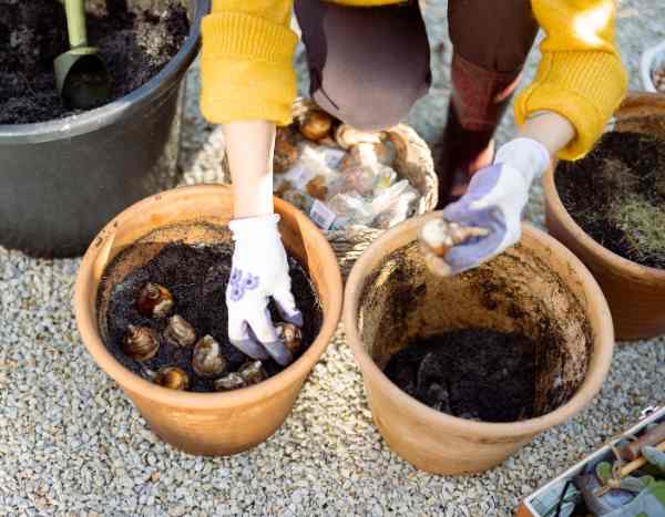 ¿Cómo plantar los bulbos de primavera en maceta o en jardinera?
