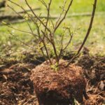 ¿Cómo plantar un arbusto?