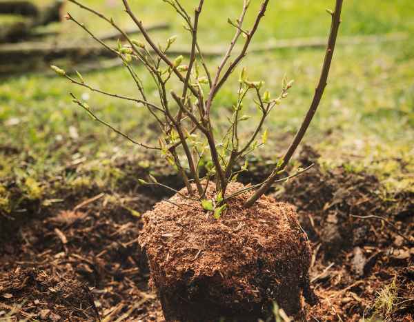 ¿Cómo plantar un arbusto?