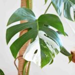 Cuando las hojas pierden su color: el mundo de las plantas albinas