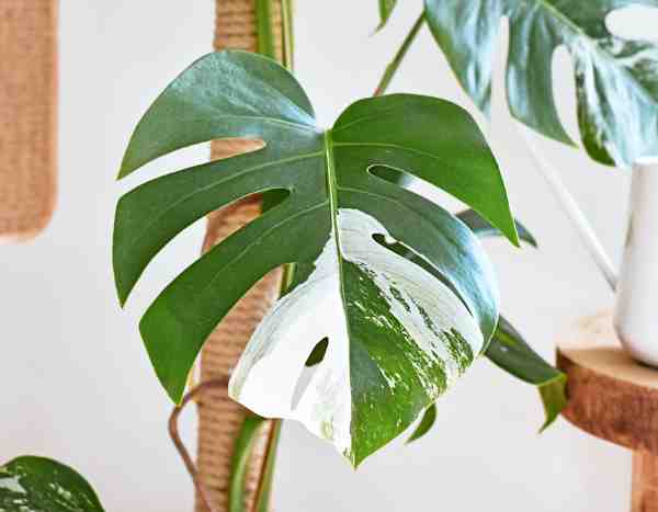 Cuando las hojas pierden su color: el mundo de las plantas albinas