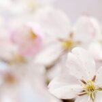 ¿Qué cerezos ornamentales de flores blancas elegir para su jardín?