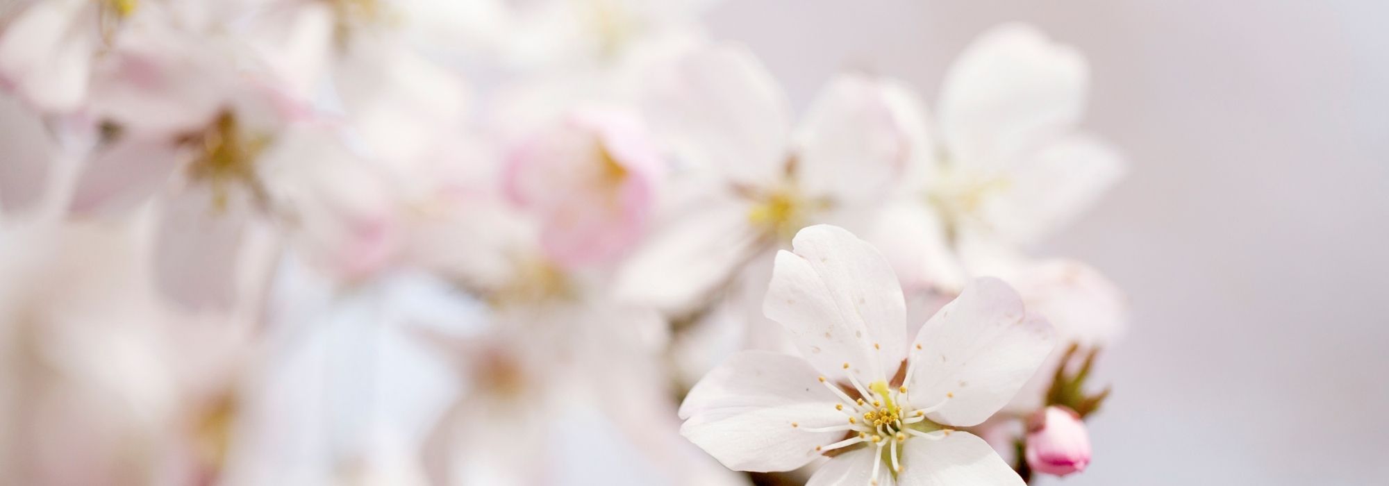 ¿Qué cerezos ornamentales de flores blancas elegir para su jardín?