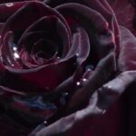 Raros y fascinantes: adopta los arbustos y las rosas negras