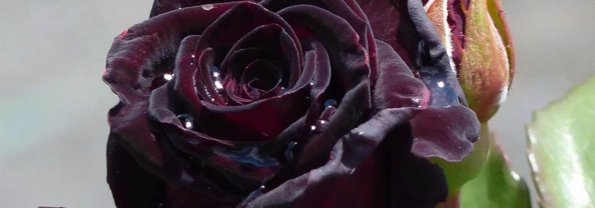 Raros y fascinantes: adopta los arbustos y las rosas negras