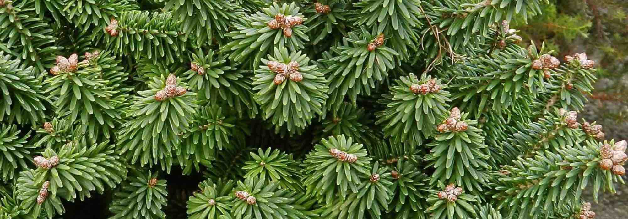 Enebro: descubre las ventajas de las diferentes variedades