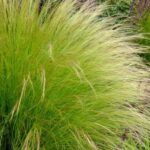 Stipa: ¿qué variedad elegir para tu jardín?