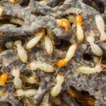 ¿Termitas: la plaga oculta de su jardín y de su casa?