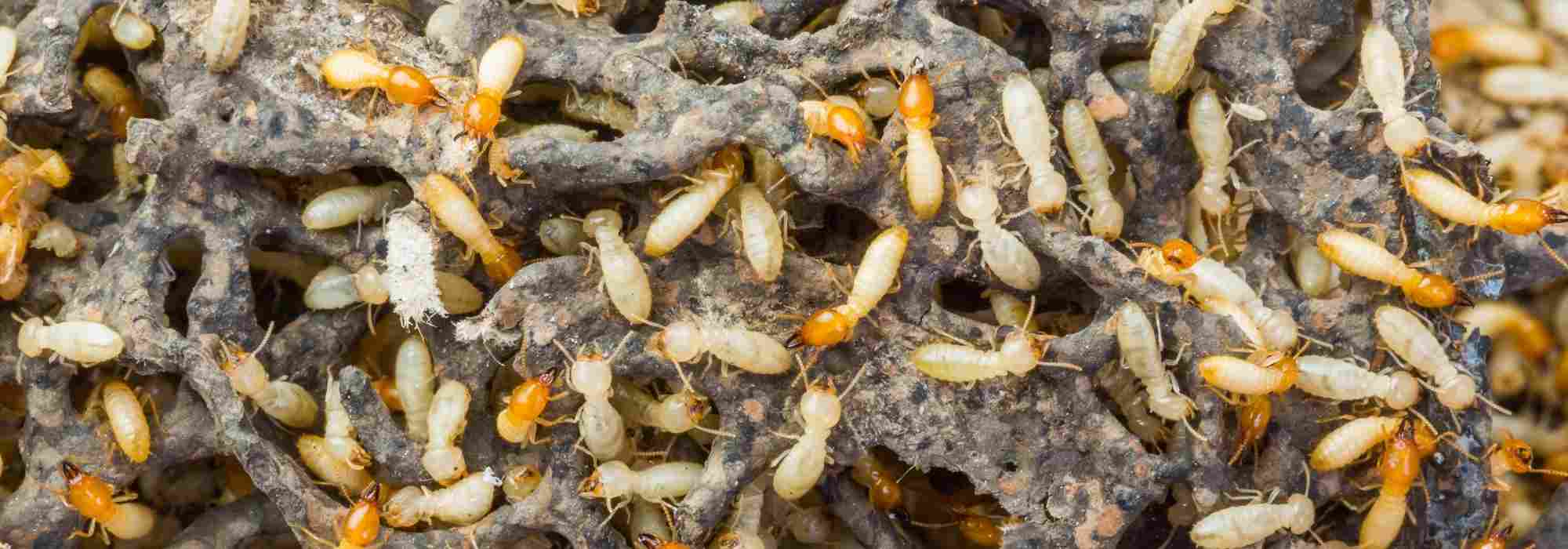 ¿Termitas: la plaga oculta de su jardín y de su casa?