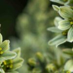 Descubre las vivaces de flores verdes, auténticas pepitas del mundo vegetal