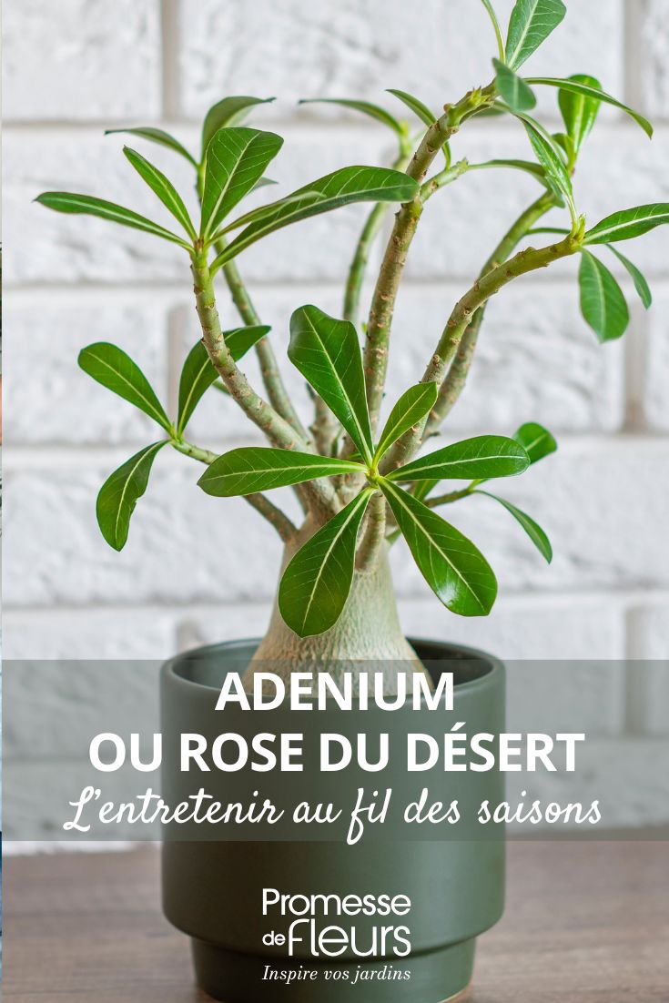 # Cómo cuidar tu Rosa del Desierto

## Introducción
La Rosa del Desierto (Adenium obesum) es una planta suculenta de extraordinaria belleza, conocida por su tronco hinchado y sus vibrantes flores. Originaria de África y la Península Arábiga, esta planta es perfecta para añadir un toque exótico a tu jardín o interior.

## Requisitos básicos

### Luz
- Necesita **pleno sol** (al menos 6 horas diarias)
- En interiores, colócala cerca de una ventana orientada al sur

### Riego
- **Moderado** durante la temporada de crecimiento (primavera-verano)
- **Reducido** en invierno (riego cada 3-4 semanas)
- Asegúrate de que el sustrato esté completamente seco entre riegos

### Sustrato
- Mezcla especial para cactus y suculentas
- Excelente drenaje es fundamental (puedes añadir perlita o arena gruesa)

## Cuidados especiales

### Poda
- Realízala al final del invierno para mantener la forma
- Usa herramientas limpias y desinfectadas
- Las heridas grandes deben sellarse con pasta cicatrizante

### Abonado
- Fertilizante líquido para cactus **diluido a la mitad** cada 15 días en temporada de crecimiento
- Suspende el abonado en otoño e invierno

### Plagas comunes
- Vigila especialmente **cochinillas** y **ácaros**
- Trata inmediatamente con insecticida específico si aparecen

## Consejos adicionales
- **Rotación**: Gira la maceta periódicamente para un crecimiento uniforme
- **Trasplante**: Cada 2-3 años, en primavera
- **Precaución**: Todas las partes de la planta son tóxicas si se ingieren

Con estos cuidados, tu Rosa del Desierto te recompensará con su espectacular floración y se convertirá en la joya de tu colección de plantas.