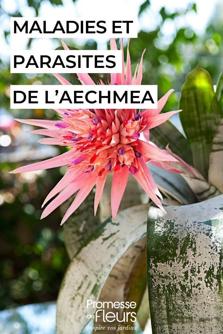 cuidar el Aechmea