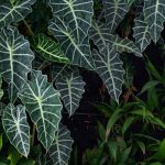 Alocasia - Oreja de elefante: cultivo y cuidados
