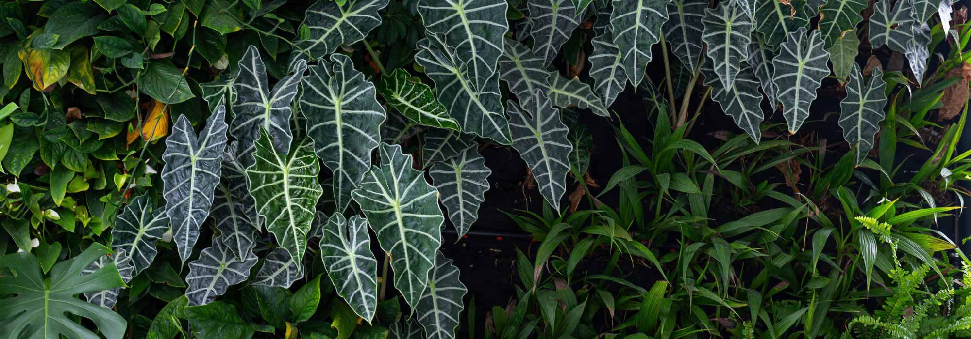 Alocasia - Oreja de elefante: cultivo y cuidados