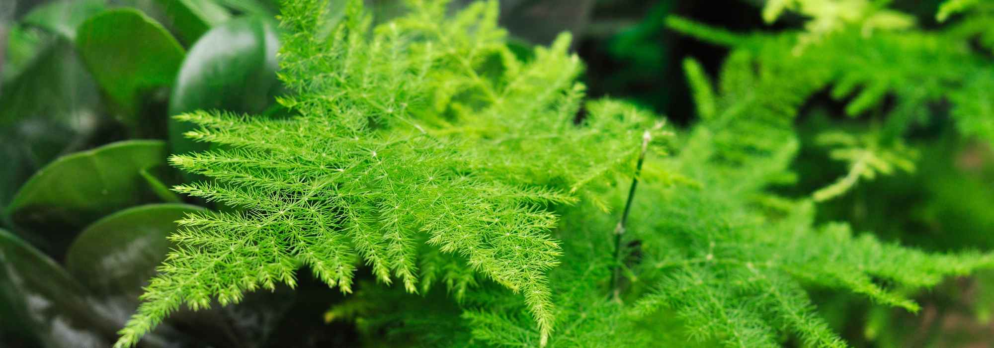 Espárrago de interior: cultivo y cuidados