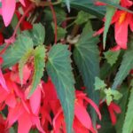 Enfermedades y parásitos de las Begonias de interior