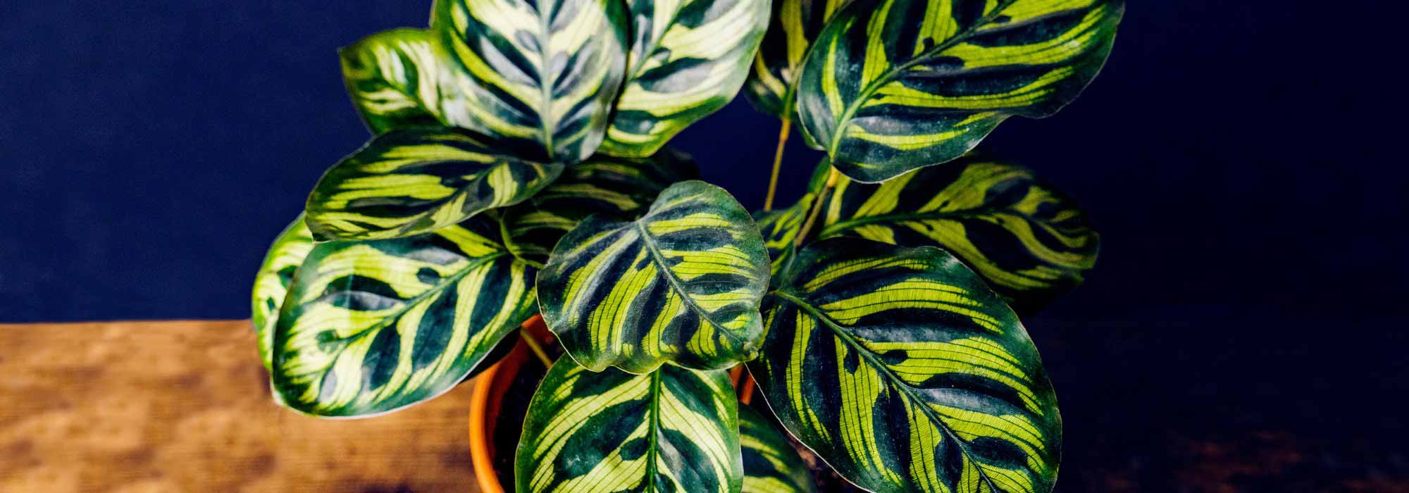 Calathea: variedades, cultivo y cuidados
