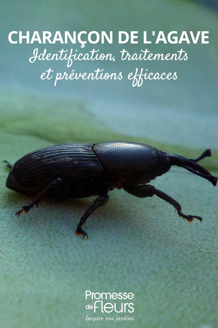 Scyphophorus acupunctatus (conserva el nombre científico en latín sin traducir)  

Nota: En textos científicos o técnicos sobre jardinería, los nombres científicos de plagas o insectos se mantienen en latín. Si el contexto lo requiere, se puede añadir entre paréntesis el nombre común en español si existe (ej: "picudo del agave").