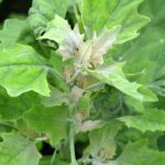 ¿Cómo reconocer el Chenopodium y deshacerse de él en el jardín?