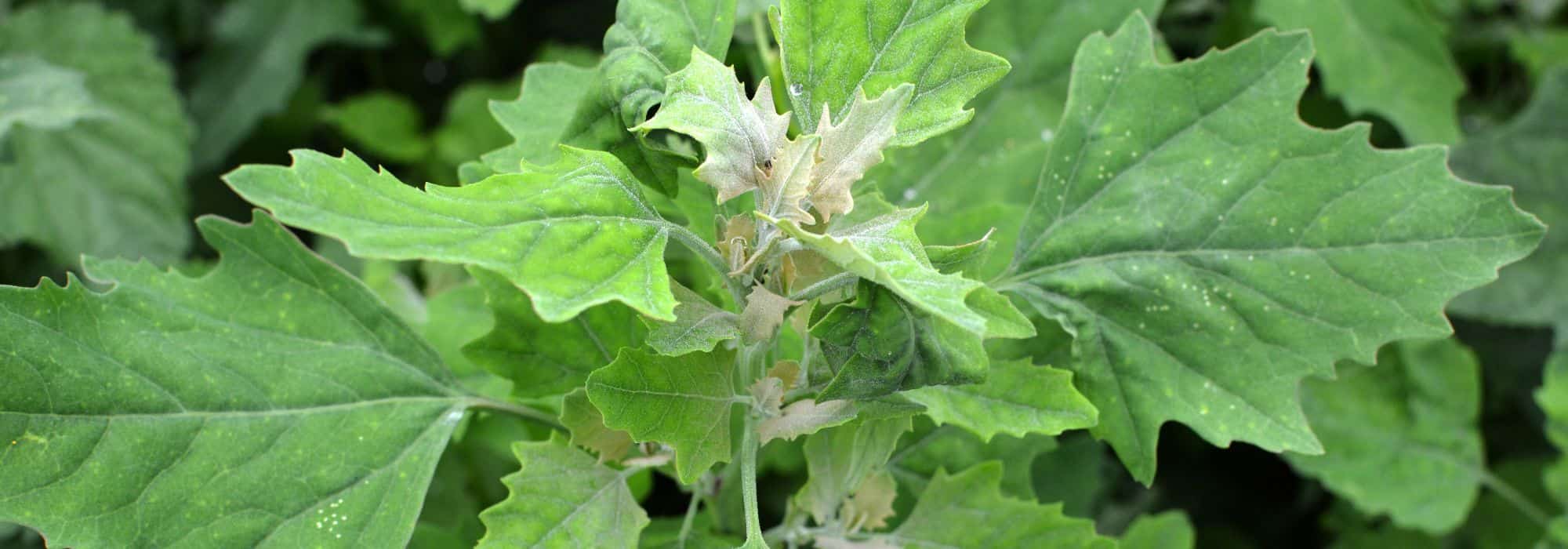 ¿Cómo reconocer el Chenopodium y deshacerse de él en el jardín?