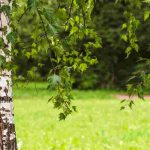 Jardinería para principiante: elegir un árbol adecuado para su jardín en 6 pasos sencillos