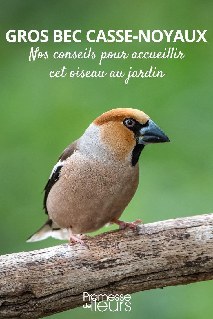 Piquituerto común (Coccothraustes coccothraustes)