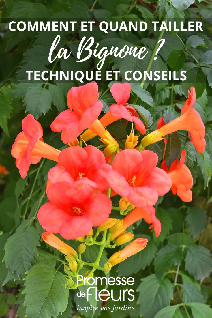 campsis (traducción al español: "campsis")  

*Nota: "Campsis" es el nombre científico del género de plantas trepadoras comúnmente conocidas como "bignonia" o "enredadera de trompeta" en español. Se mantiene el término latino ya que es universal en botánica, pero se puede añadir entre paréntesis el nombre común si se desea mayor claridad para el público general. Ejemplo: "Campsis (bignonia o enredadera de trompeta)".*  

Si necesitas una adaptación más específica para el contexto del artículo (por ejemplo, explicaciones sobre su cultivo, variedades, etc.), indícalo y ajustaré la traducción.
