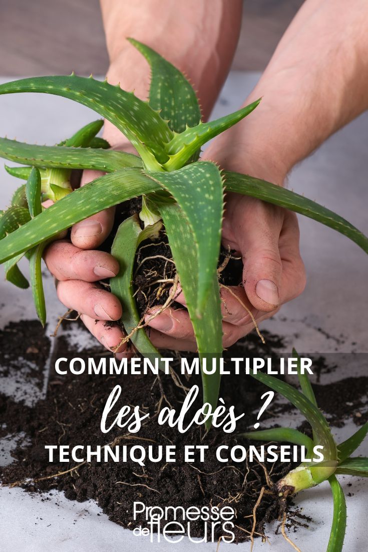 dividir un aloe