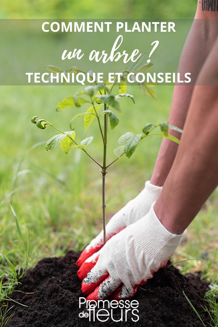 consejos para plantar un árbol principiante