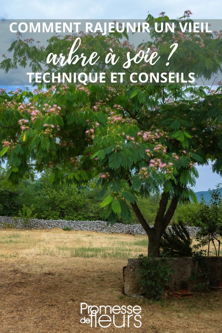 ¿Cómo rejuvenecer un viejo árbol de seda?