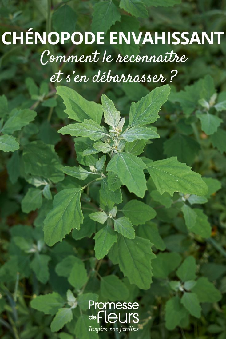 Chenopodium album