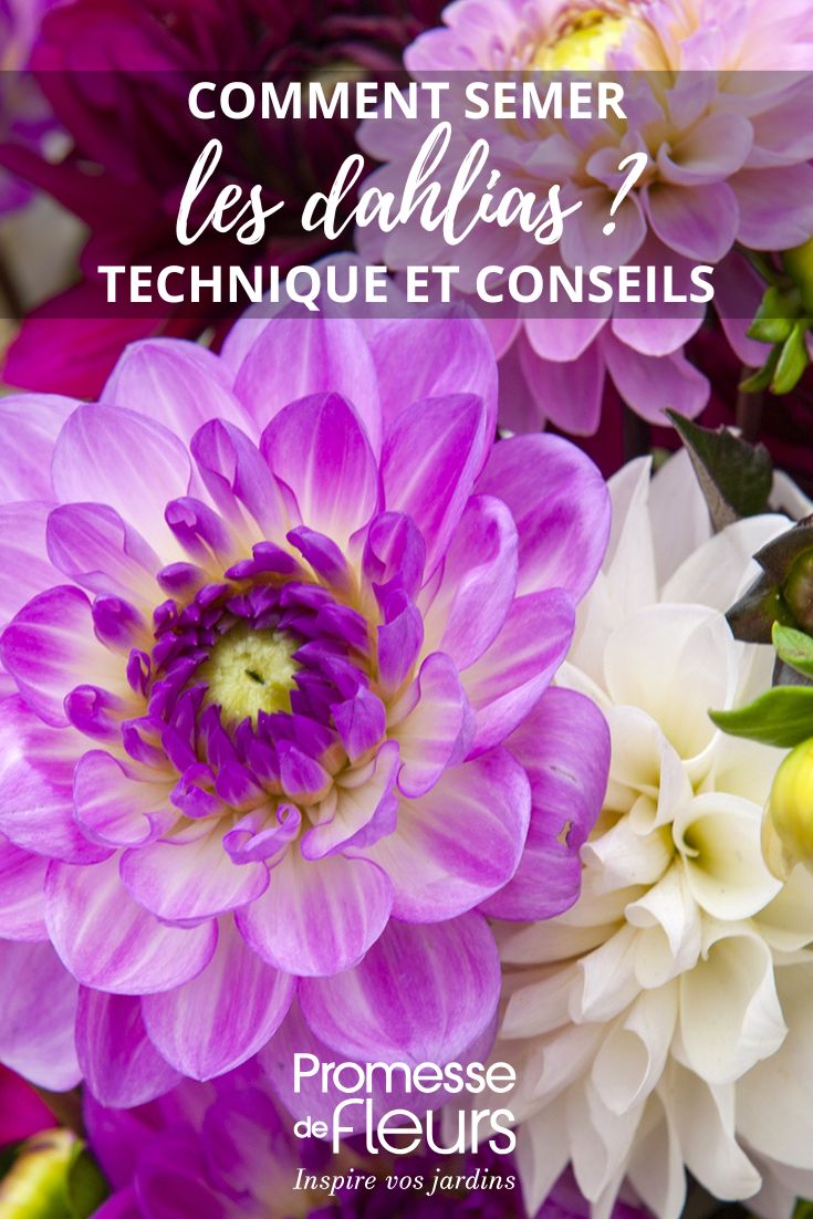 # Cómo sembrar dalias

Las dalias son flores espectaculares que alegran cualquier jardín con sus colores vibrantes. Sembrarlas desde semilla es una experiencia gratificante que te permitirá disfrutar de una gran variedad de formas y tonalidades. Sigue estos pasos para lograr un cultivo exitoso:

## Materiales necesarios:
- Semillas de dalia
- Sustrato para semilleros
- Bandejas o macetas pequeñas
- Etiquetas para identificar
- Pulverizador de agua

## Pasos para la siembra:
1. **Prepara el sustrato**: Usa una mezcla ligera y bien drenada, específica para semilleros.
2. **Siembra las semillas**: Coloca 2-3 semillas por alveolo o maceta, a unos 0.5 cm de profundidad.
3. **Riega con cuidado**: Humedece el sustrato con un pulverizador para no desplazar las semillas.
4. **Coloca en un lugar cálido**: Las dalias necesitan unos 20-25°C para germinar.
5. **Mantén la humedad**: Cubre con plástico transparente hasta que aparezcan los primeros brotes.

## Cuidados posteriores:
- Cuando las plántulas tengan 2-3 hojas verdaderas, trasplántalas a macetas individuales.
- Aclimátalas gradualmente al exterior antes de plantarlas en el jardín.
- Elige un lugar soleado con suelo fértil y bien drenado para su ubicación definitiva.

Con paciencia y estos cuidados, en pocas semanas disfrutarás de las primeras hojas de tus dalias, que te regalarán una floración espectacular desde mediados de verano hasta las primeras heladas.