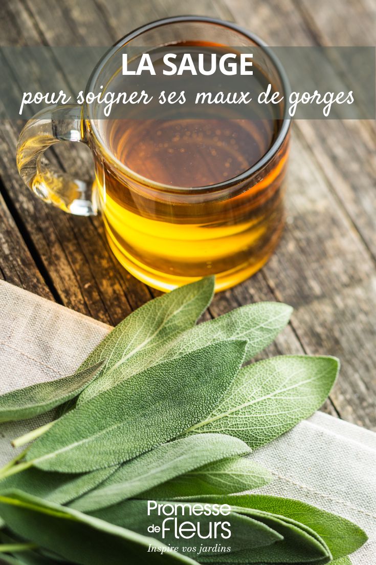 té de salvia e infusión de salvia