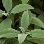 ¿Cómo aliviar los males de garganta con la salvia?
