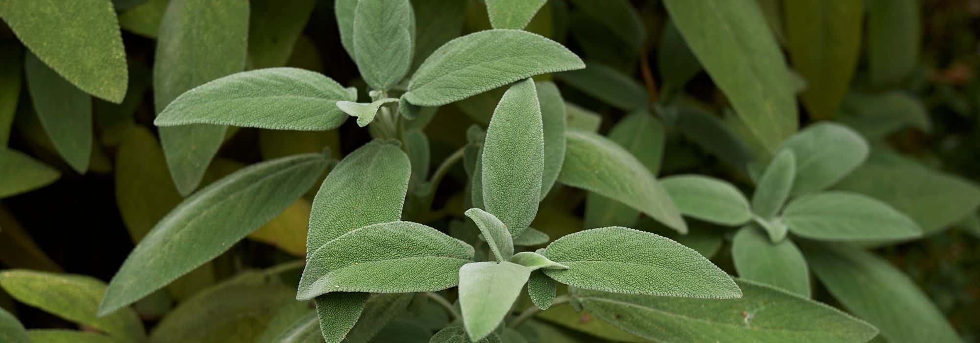 ¿Cómo aliviar los males de garganta con la salvia?