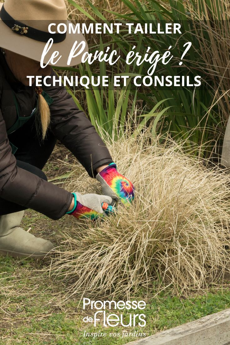 ¿Cuándo y cómo podar el Panic érigé o Panicum en el jardín?