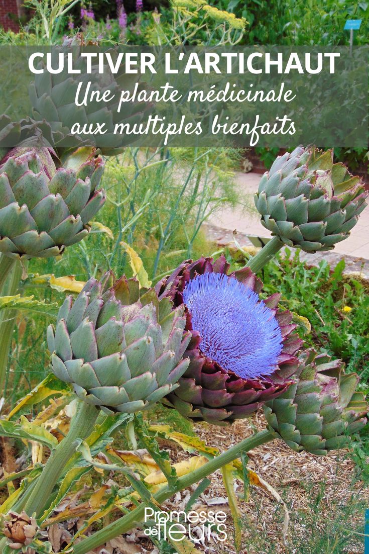 alcachofa planta medicinal
