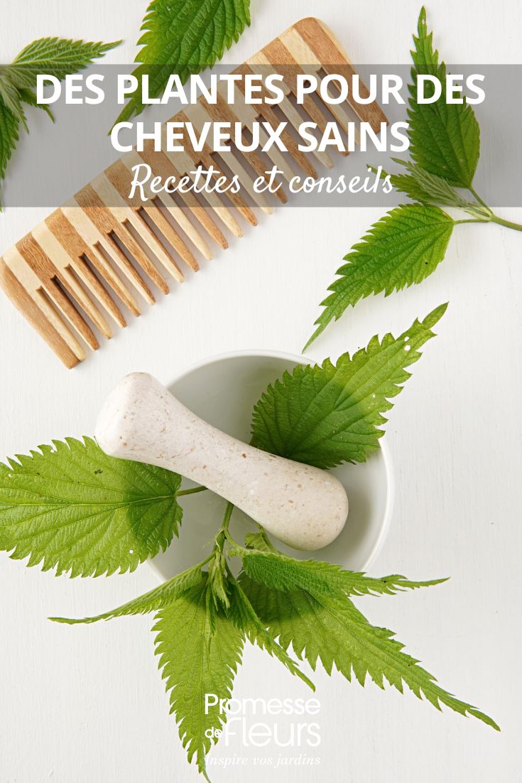 Cuidados detox 100% naturales para tu cabello