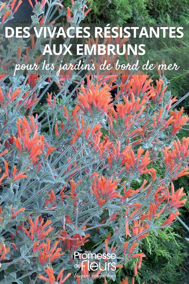 Dicliptera suberecta (traducción al español manteniendo el nombre científico)  

*Nota: Al tratarse de un nombre científico de planta, se conserva igual en español, pero podría añadirse entre paréntesis el nombre común si existe en español (ej: "Planta del colibrí" si es conocido así).*  

Si necesitas que desarrolle más información sobre esta planta para un artículo, indícalo y con gusto ampliaré el contenido con datos botánicos, cuidados y características para el blog de jardinería.