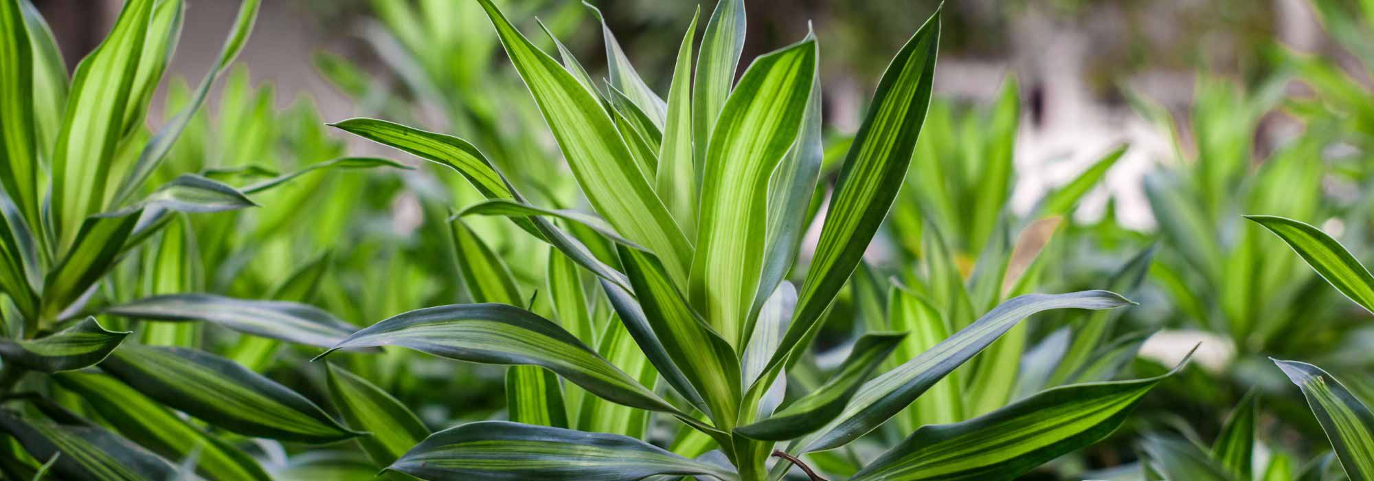 Dracaena (Dragonnier): plantación, cultivo y cuidado